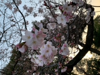 プジョーと桜
