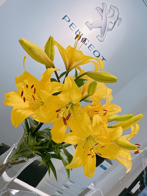 ７月の定休日のご案内