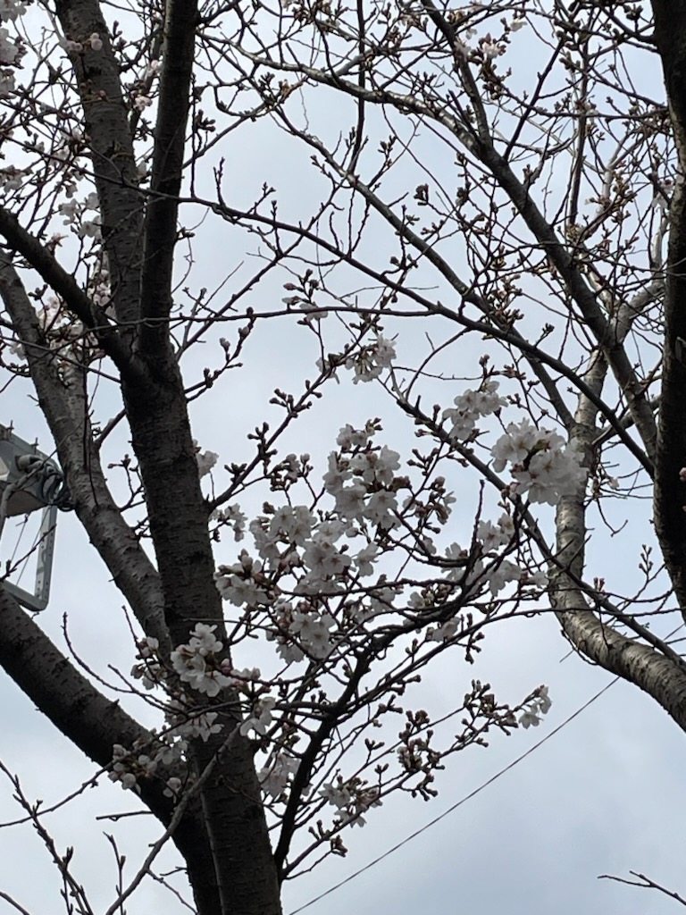 桜